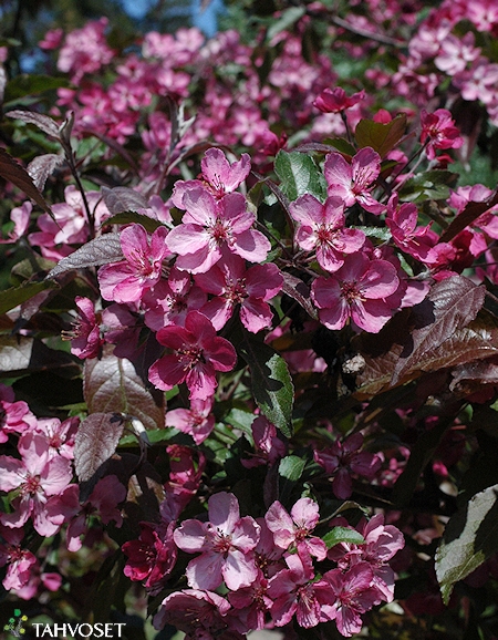 Malus Purpurea 'Linnanmäki', purppuraomenapuu.jpg